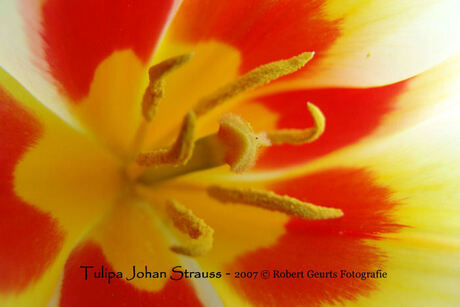 Tulipa Johan Strauss