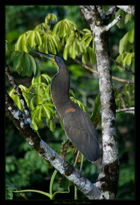 Bare throated Tiger - Heron