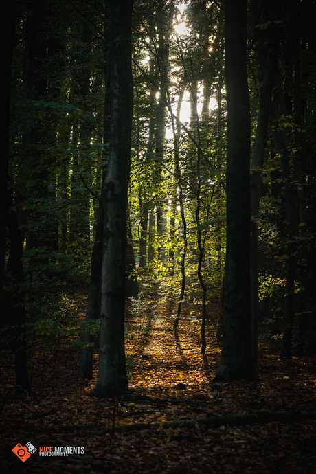 Stralende zon door de bomen