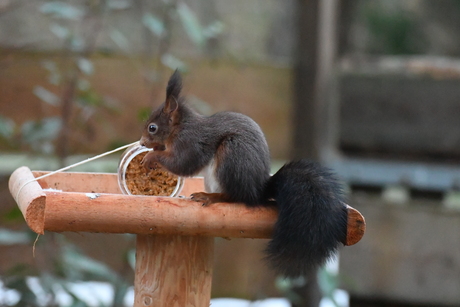 Eekhoorntje aan de Pindakaas