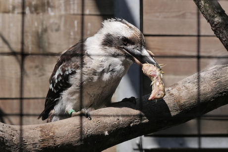 Dieren park Hoenderdaal.