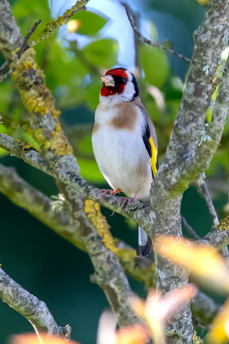 Distelvink of putter