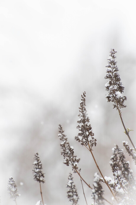 Het sneeuwde weer vandaag...