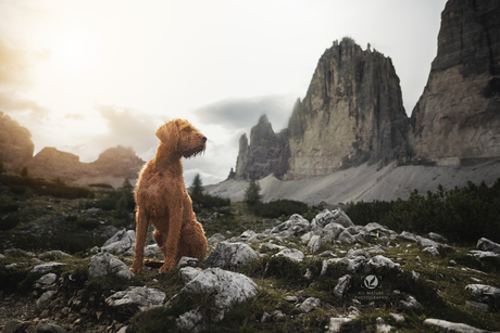 Kapor in de Dolomieten