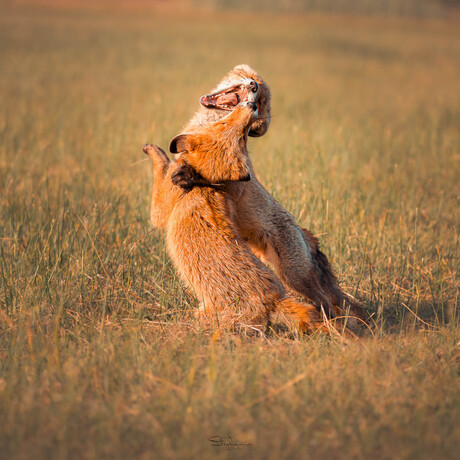 Playing young foxes