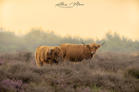 Schotse hooglanders