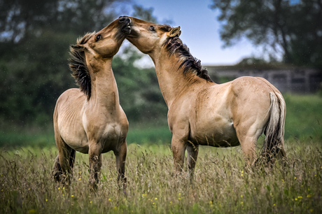 Spelende Konikspaarden