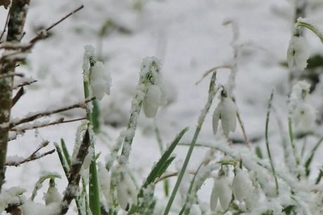 Naam sneeuwklokje verklaard!