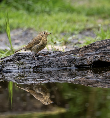 Roodborst jong