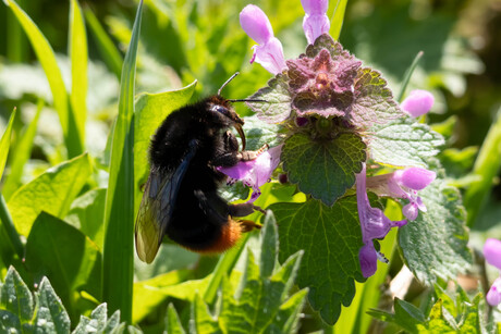 Hommel verwelkomt het voorjaar