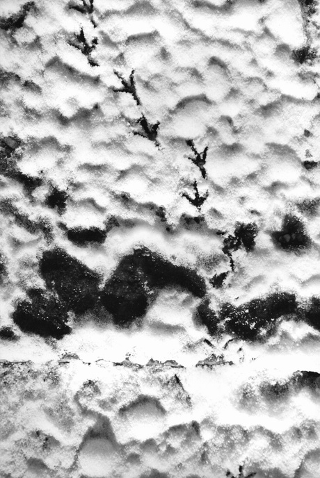 sneeuwpatroon 