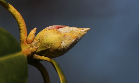 Bourgeon de Rhododendron.