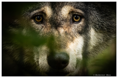 Peeking through the fence..