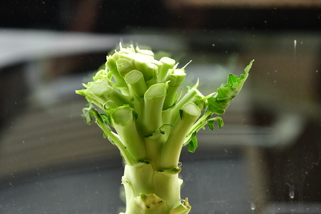 BROCCOLI