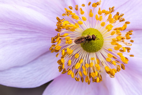 Vlieg op herfst anemoon