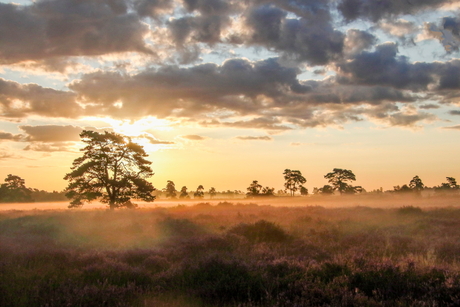 Zonsopkomst Loonse en Drunense duinen