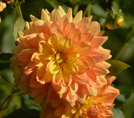 Dahlia 's in onze tuin
