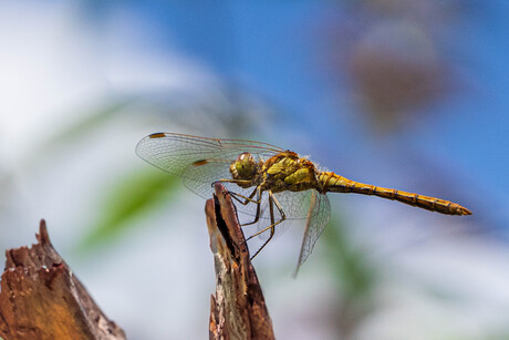 Libelle in de tuin