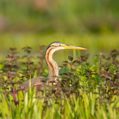 Purperreiger