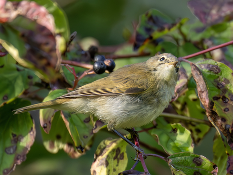 Tjiftjaf-Common Chiffchaff (Phylloscopus collybita)