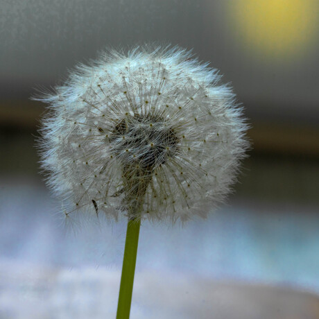  paardenbloem