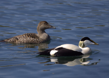 Koppeltje eiders