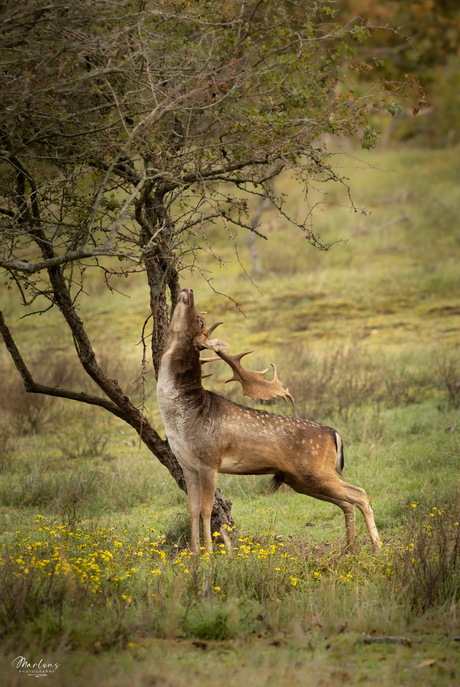 De hertenbronst - vlaggen