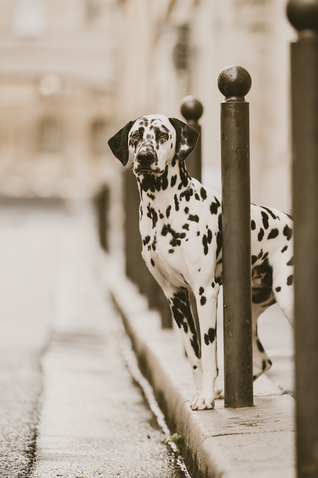 Dalmatier in Parijs