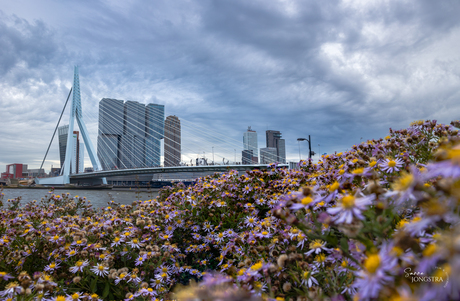 De Erasmusbrug