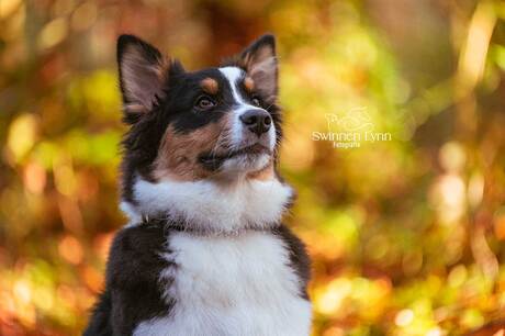 Herfstfotoshoot met Xo