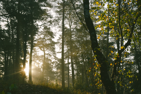 Zonsopkomst in het bos