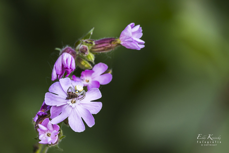 Dagkoekoeksbloem met de Gewone Kameleonspin met prooi;