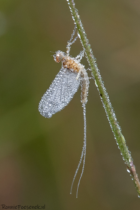 Gewone Tweevleugel