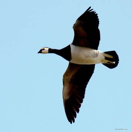 DIEREN