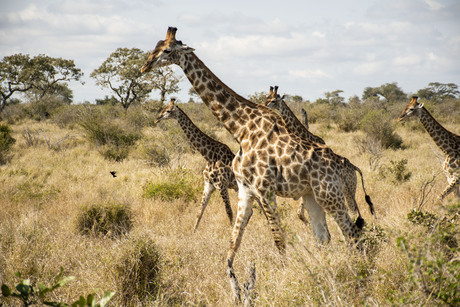 Safari Giraffe.