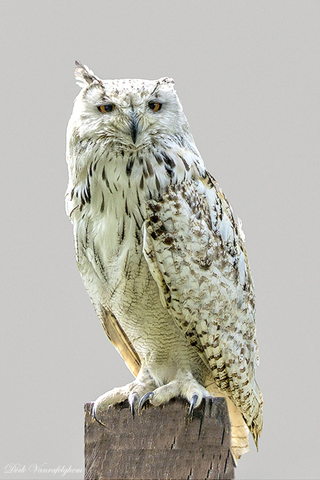 Grote Oost-Siberische oehoe