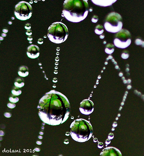 Regen Druppels op Spineweb