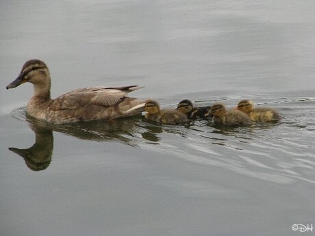 Eenden Familie