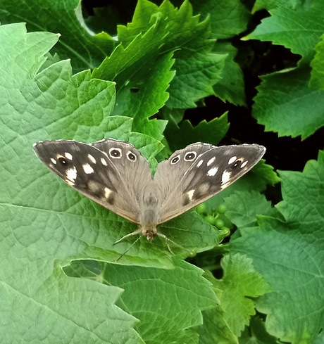 Zo maar in de tuin