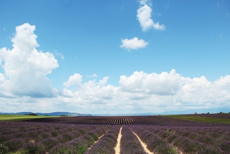 Lavendel velden