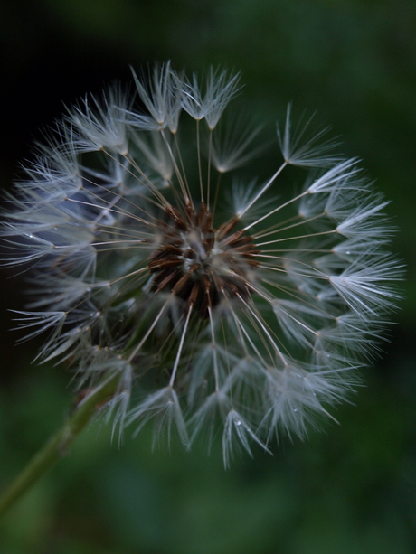 Paardenbloem