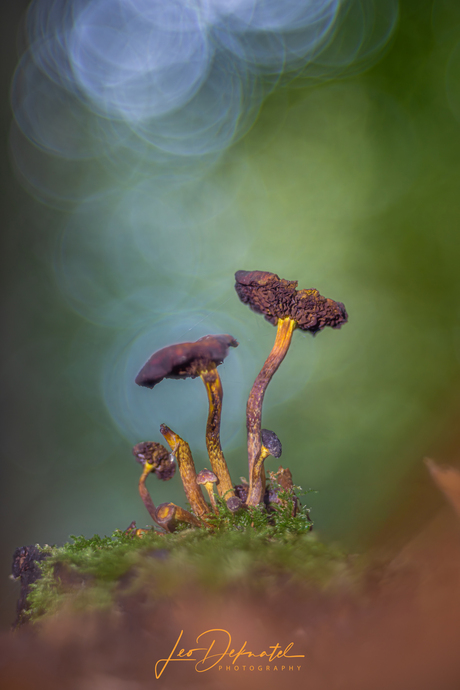 🍄Levenslicht in het Vergaan 🍄