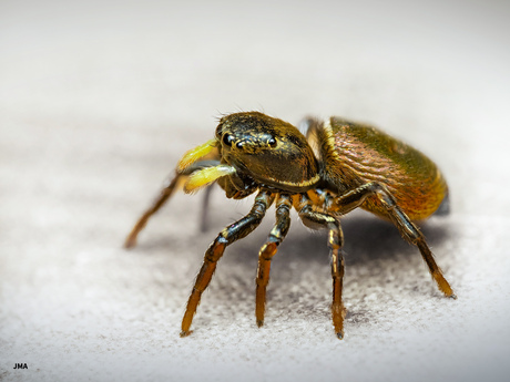 Springspin Heliophanus  spec.