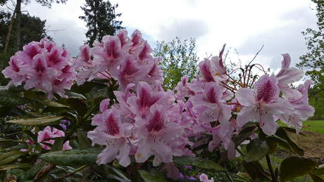 Rhododendrons in het  wild   de  Cosmopolitan