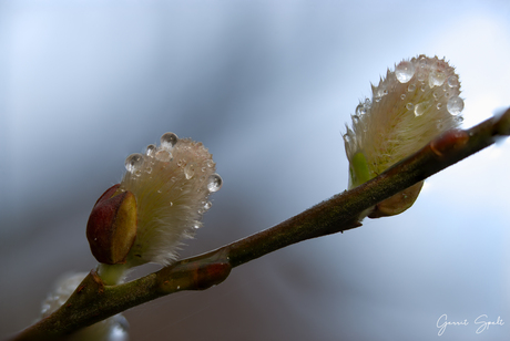 Wilgenkatjes nat van de regen