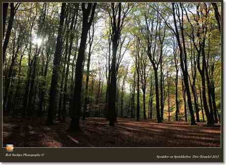 Speulder- en Sprielderbos Drie (Ermelo) 2012