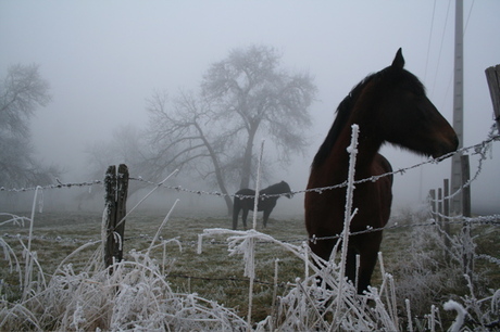 horses in the mist