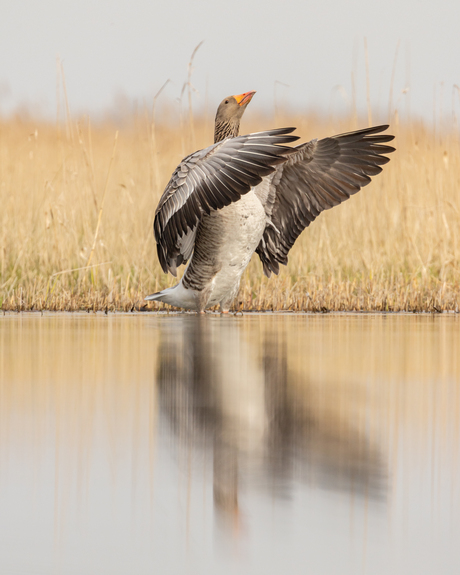 Een windstille Lentedag