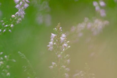 Soft focus