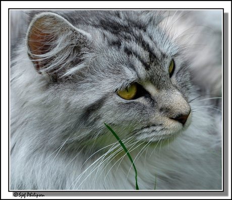 maincoon poes